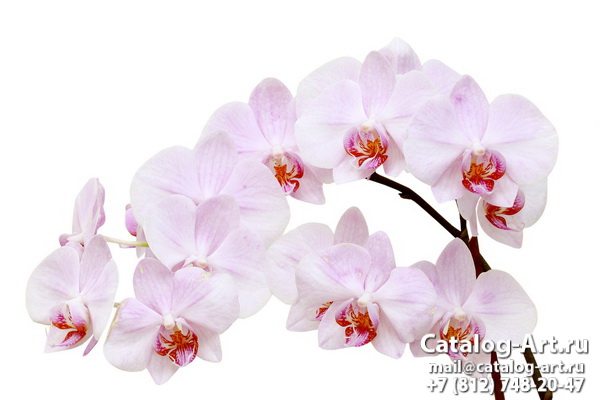 Pink orchids 40